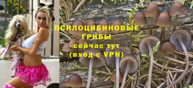 kraken маркетплейс  Трубчевск  Галлюциногенные грибы Psilocybe 